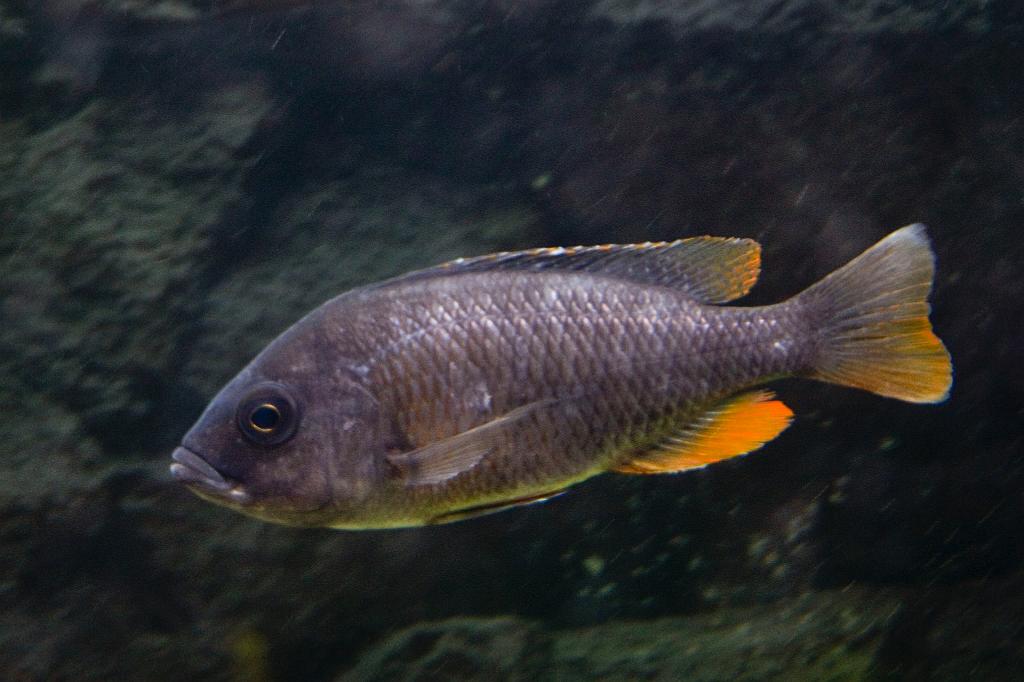 CRW_5602.JPG - Hona av Copadichromis borleyi, Kadango (Kadango Red Fin)