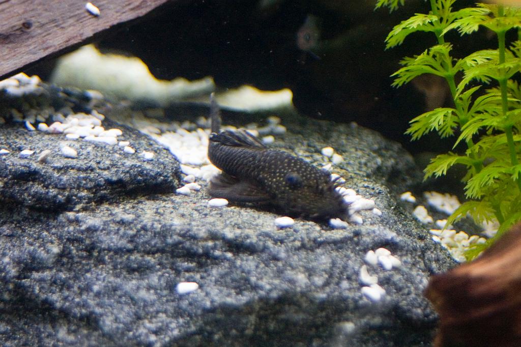 CRW_5963.JPG - Ancistrus