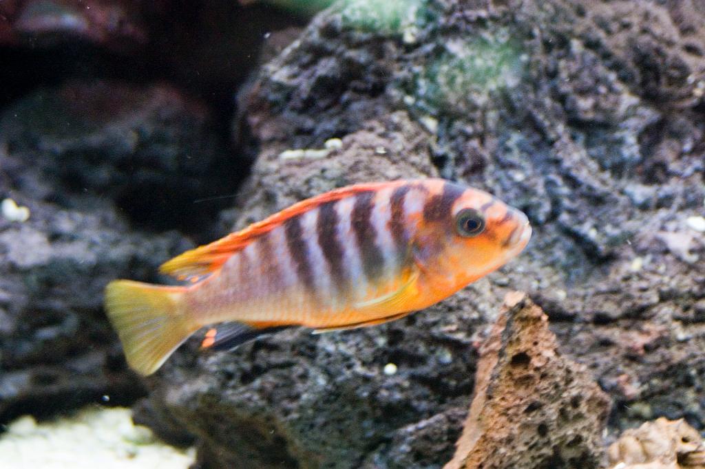 CRW_6059.JPG - Hane av Labidochromis sp. "hongi"