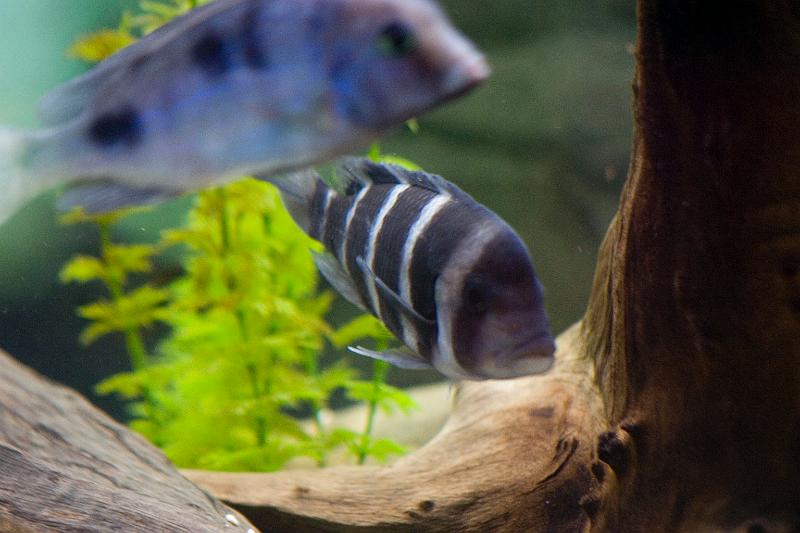 CRW_6156.JPG
