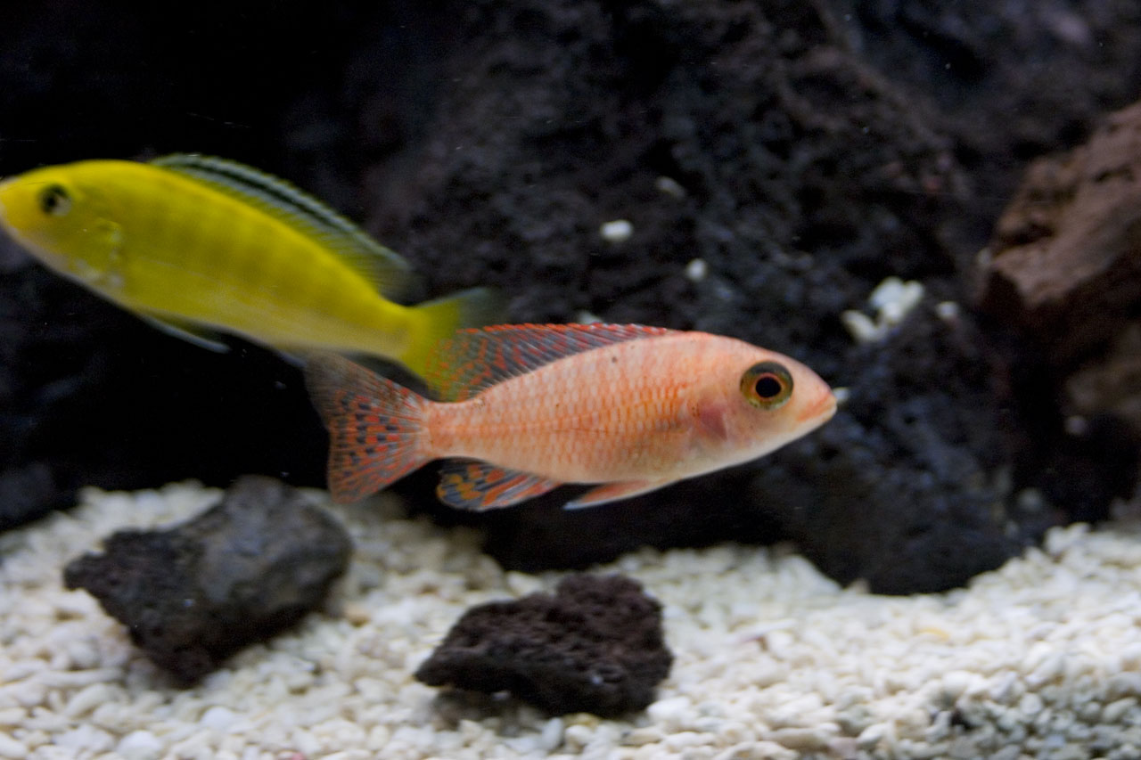 Aulonocara (Fire fish)